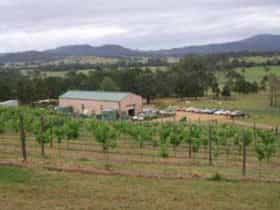 Vineyard