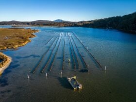 Wonboyn Rock Oysters, Sapphire Coast NSW
