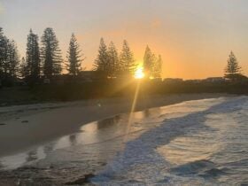 Golden Sunset over Horseshoe Bay with Norfolk pines and gentle waves , South West Rocks, NSW