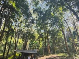 Bush immersions
