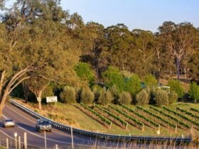 Distant scenic shot of a vineyard along a hillside road under warm, shining sunlight