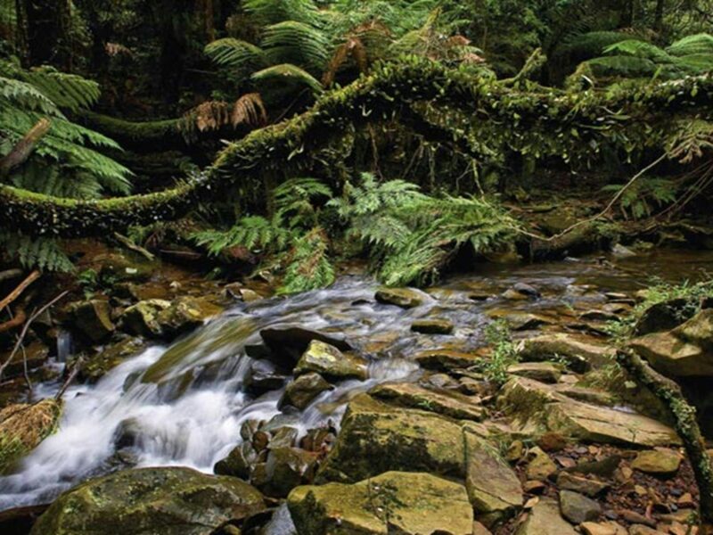 Minnamurra river, Budderoo National Park. Photo credit: Michael van Ewijk © DPIE