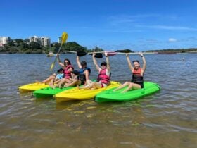 Turtles and dolphins visit daily free tuition
