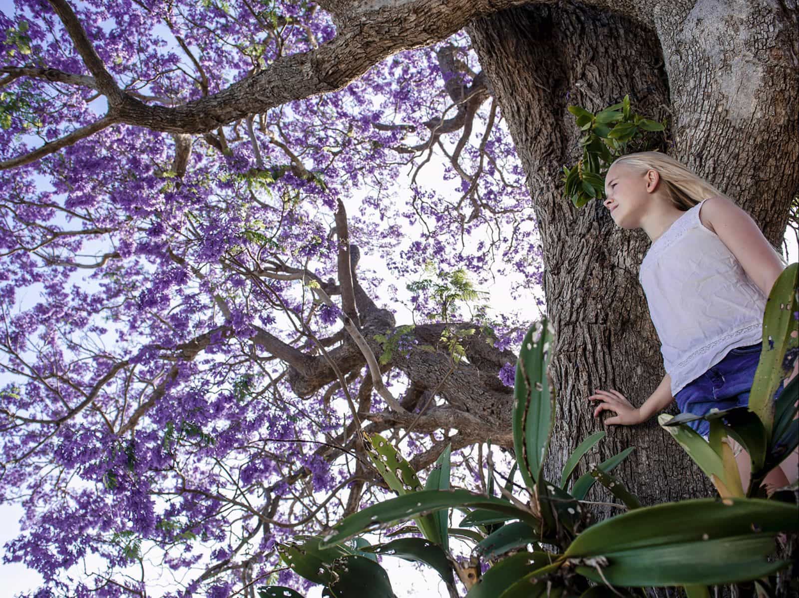 Grafton Jacaranda