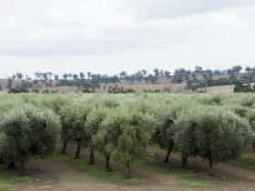 Milbrodale Hunter Valley Olive Co