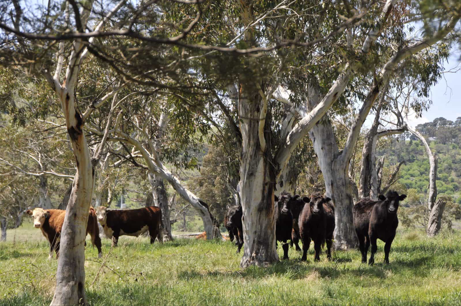 Penrose Country side