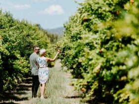 Visitors exploring the Aril Estate pomegranate orchard