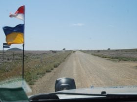 Emus crossing the track