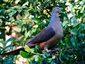 Inhabitant of forest edges and clearings. Often in pairs or small parties. Rare in SE Australia