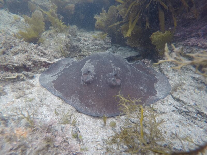 Stingray looking directly into the camera at close range