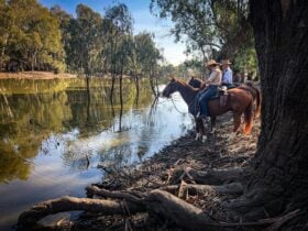 Horse Standing By River
