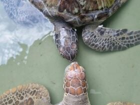 Two turtles kissing