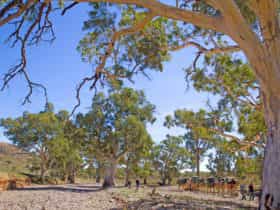 Heysen Trail and Flinders Ranges