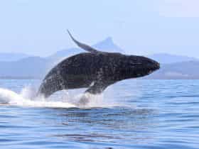 Blue Bay Whale Watching