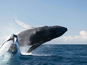 Humpback whales launch out of the ocean next to the Blue Seafaris Whale watching boat