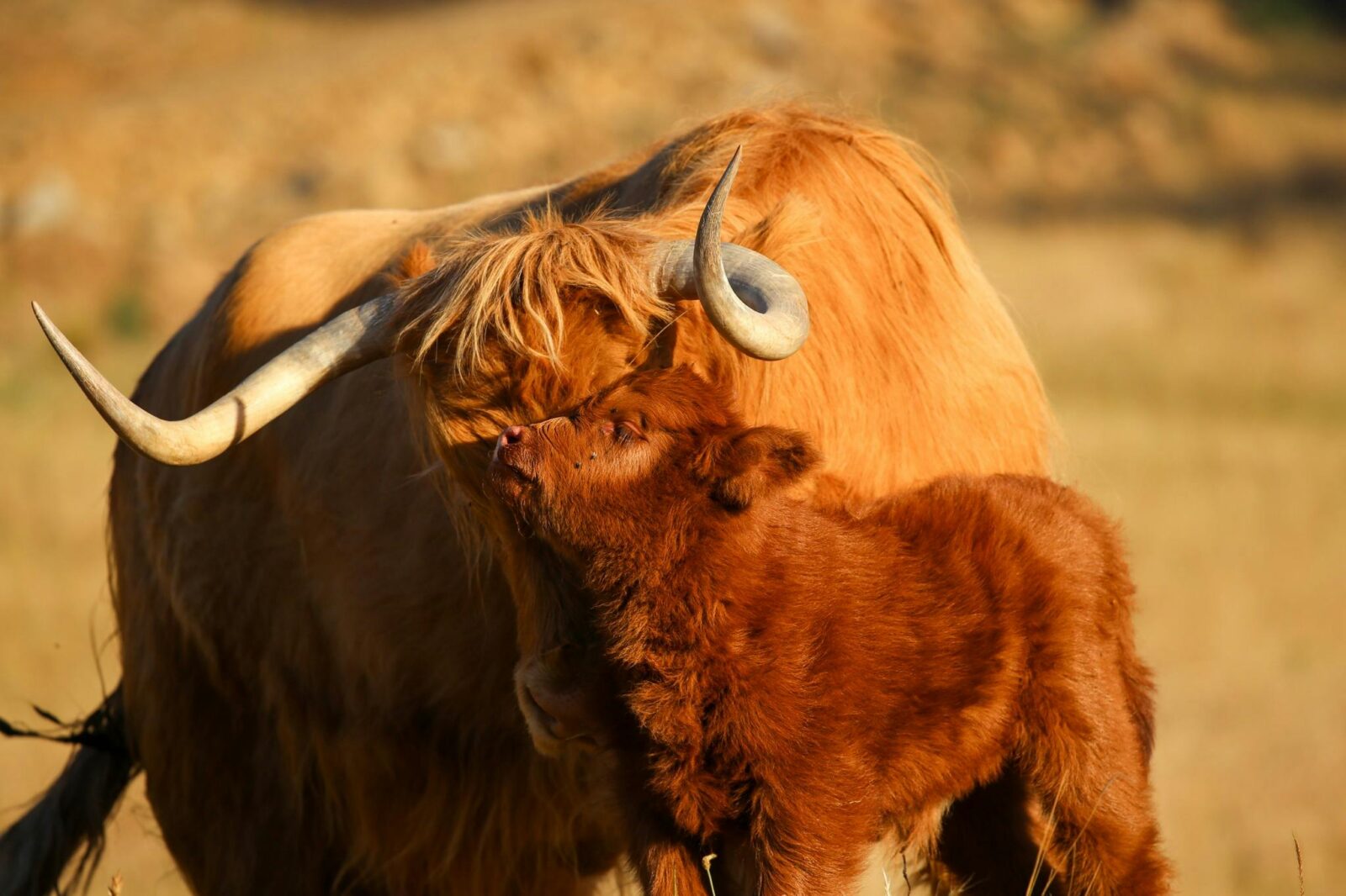 Highland cow cleaning her new born calf