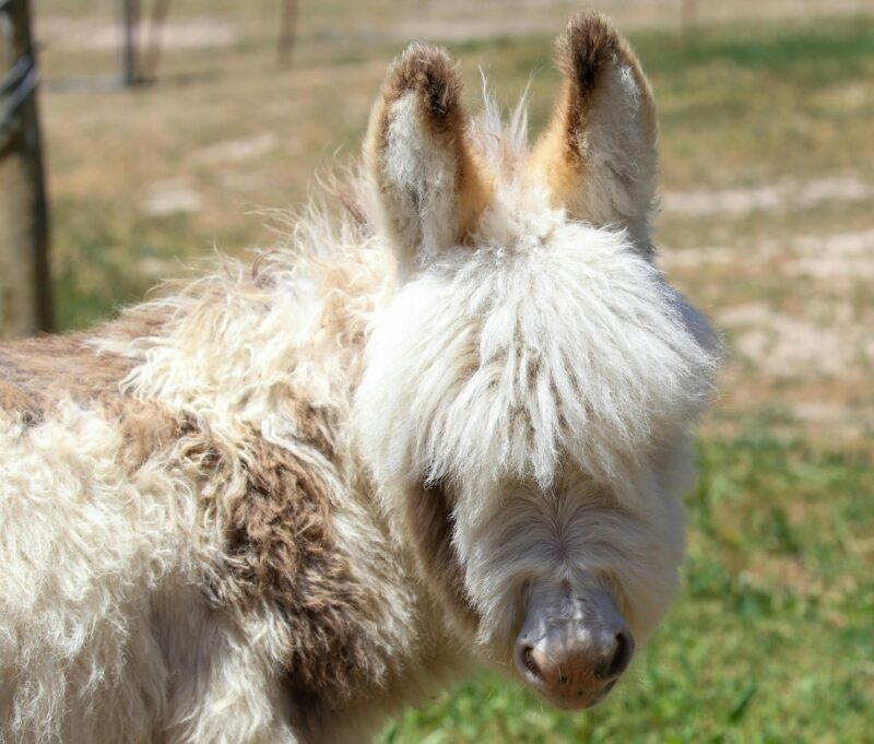 Mini donkey foal