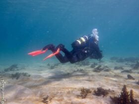 Diving at Cabbage Tree Bay