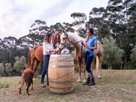 Champagne Hill, horses and wine, wine barrel, shoalhaven