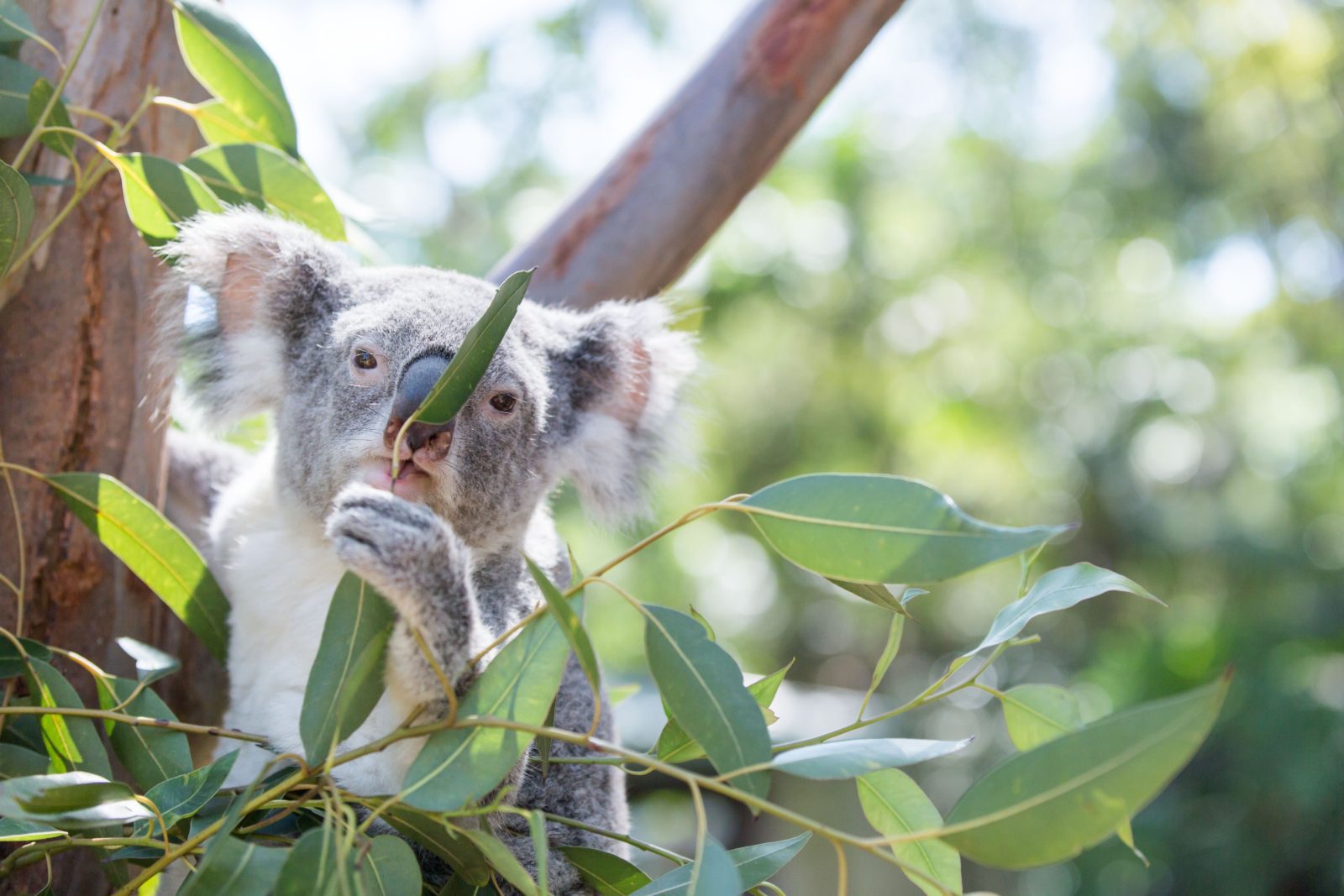 Koala at Featherdale