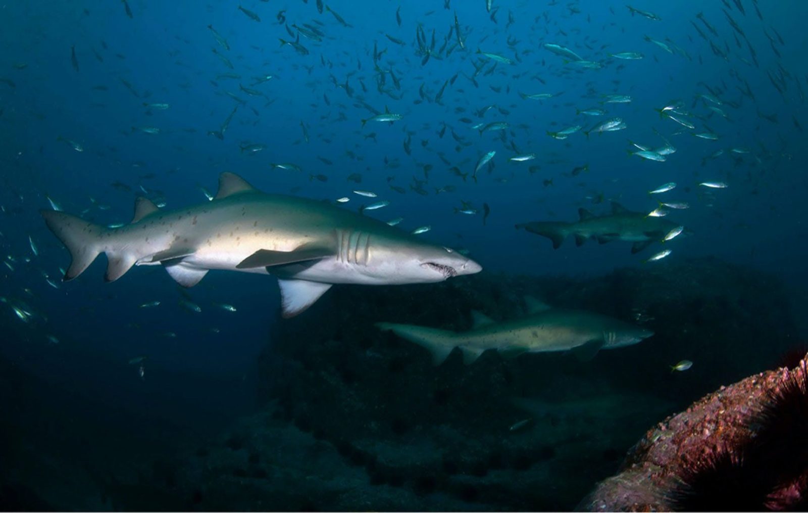 Shark Diving