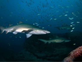 Shark Diving