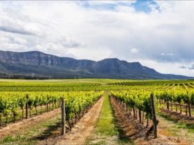 Hunter Valley Countryside