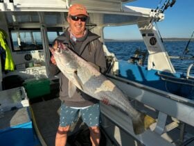 Mulloway