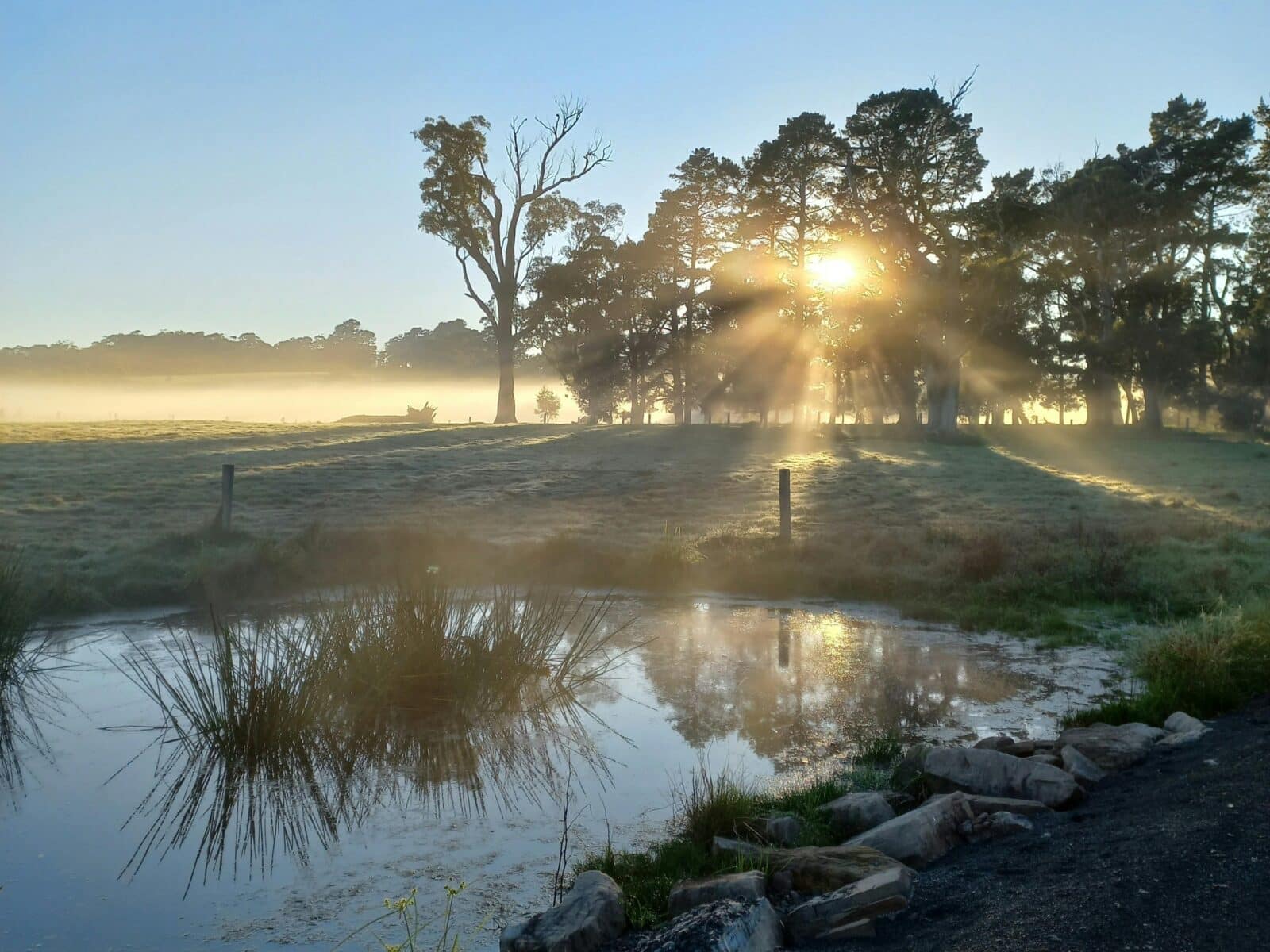 morning sun peeking through trees with lake in the foreground