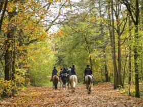 group of horse riders in a forest setting