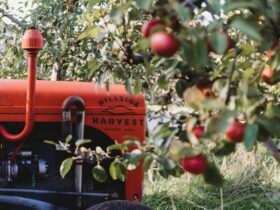 Red Hillside Harvest tractor in the apples trees during harvest