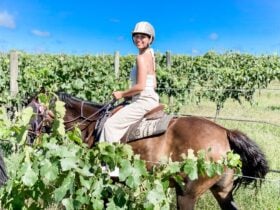 Vineyard ride