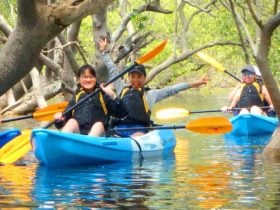 Kayak Mangrove Tour
