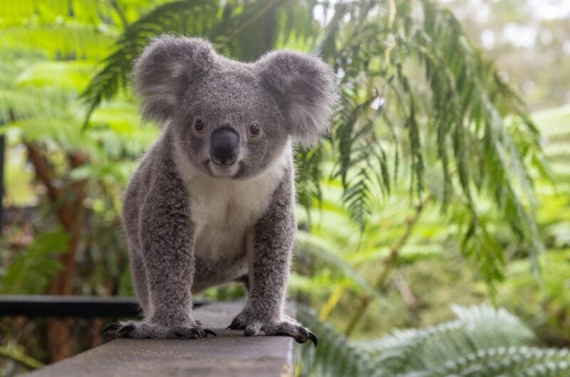 Koala at Australian Reptile Park