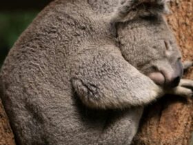 Koala Sleeping