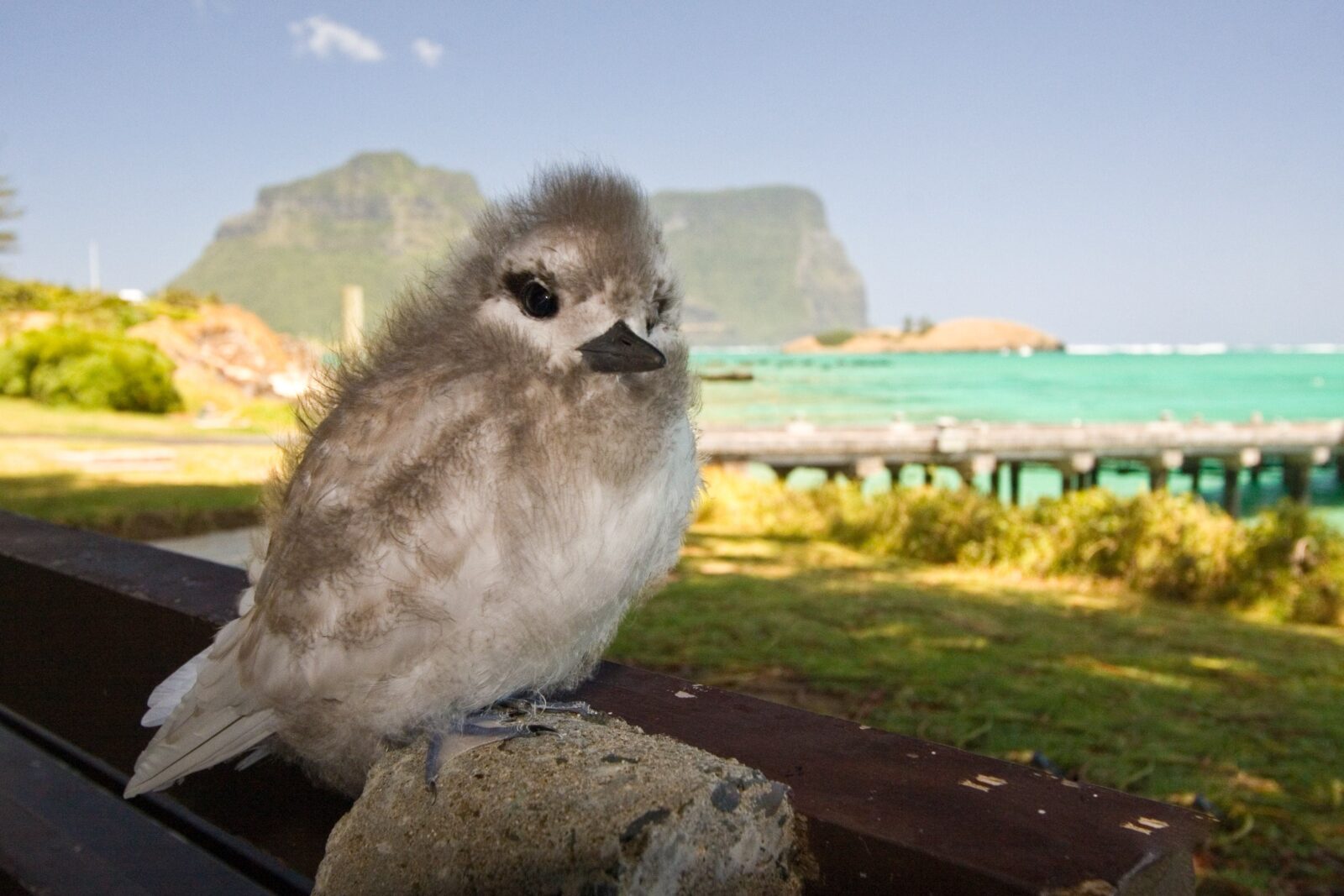 Birdwatching Lord Howe Island