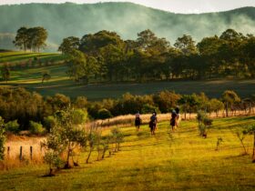 Horseback riding over the hills of Hanging Tree wines through the vineyard.