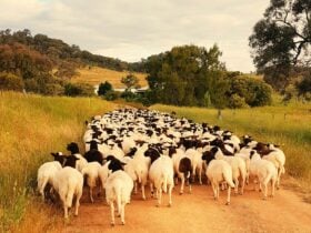 Dorper Sheep on country road into the Piambong Creek Farm Tour property 