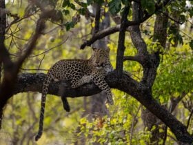 Indian leopard relaxing on a tree branch in the forest during a guided wildlife safari.