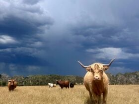 Highland cows with stormy backdrop