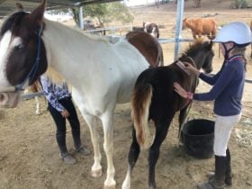 Kids getting hands on with foals