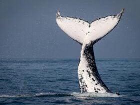 Humpback whale tail taken onboard Bermagui Whale Watching Cruise, Bubble, 2021