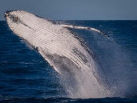 Breaching whale Twofold Bay Eden
