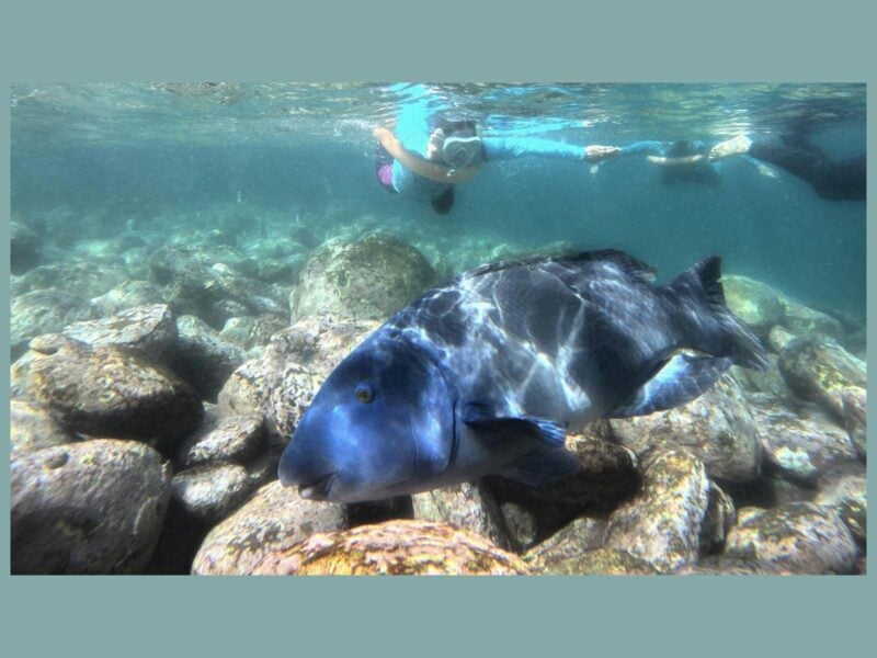 Snorkeler floating above reef rocks with a large blue groper in clear water