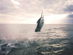 South West Rocks Fishing Charter