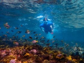 Guest snorkeling over school of fish in Sydney