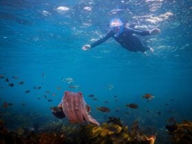 Snorkeler swims over a school of Mado fish and a cuttlefishmado