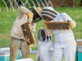 Bees and Honey Tour Shoalhaven Jervis Bay Huskisson Whale Watching