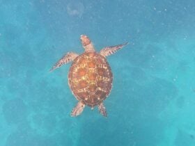 photograph from top view of green turtle
