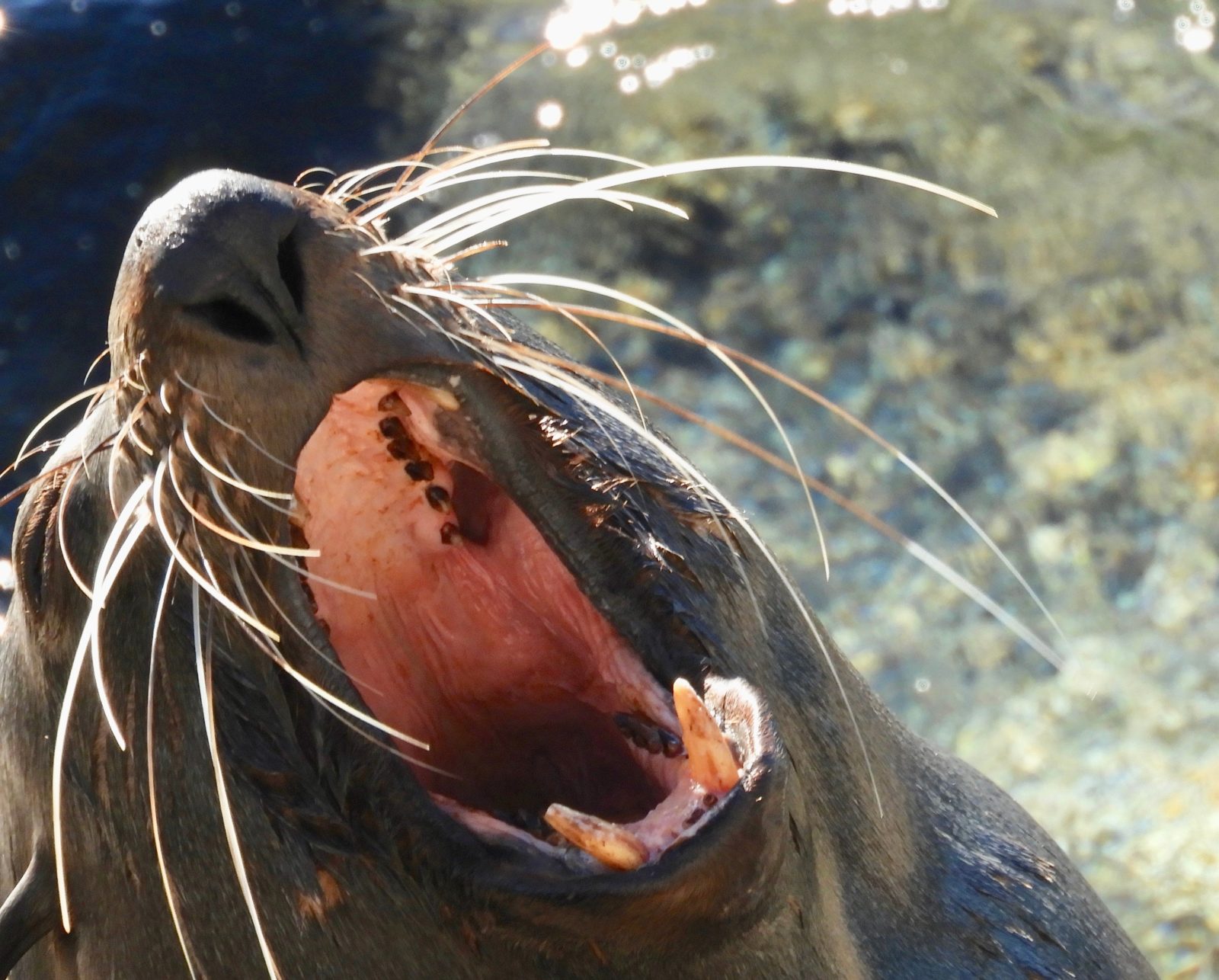 While visiting this are you will be able to see and photograph wild seals